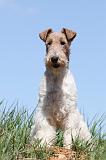 FOX TERRIER 377